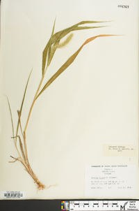 Setaria faberi image