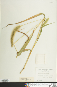 Setaria faberi image