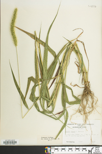 Setaria faberi image