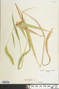 Setaria faberi image