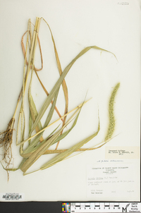 Setaria faberi image