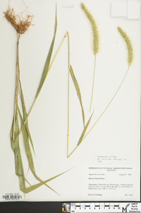 Setaria faberi image