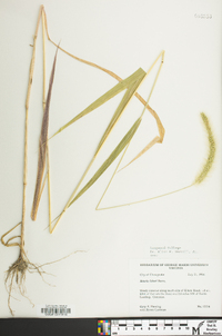 Setaria faberi image