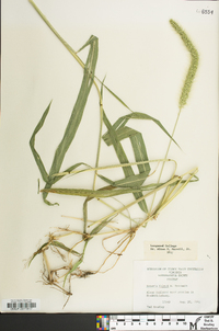 Setaria faberi image