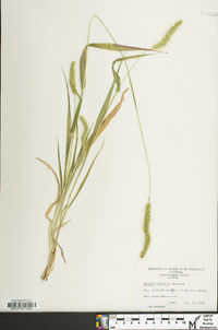 Setaria faberi image