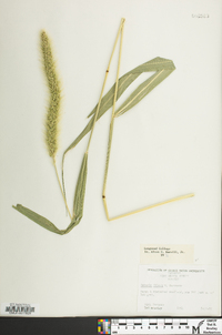 Setaria faberi image