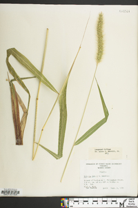 Setaria faberi image