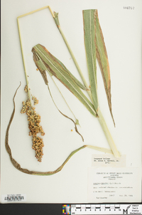 Sorghum bicolor image