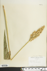 Sorghum bicolor image