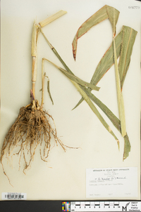 Sorghum bicolor image