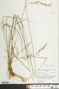 Sorghastrum elliottii image