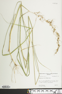 Sorghastrum elliottii image