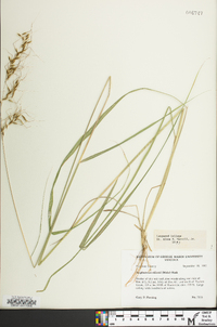 Sorghastrum elliottii image