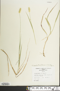 Setaria pumila image