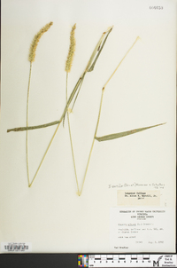 Setaria pumila image