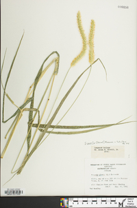 Setaria pumila image