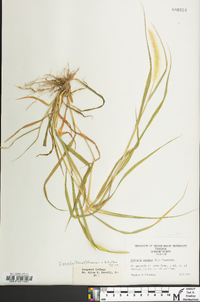 Setaria pumila image