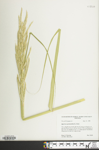 Spartina cynosuroides image