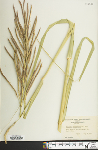 Spartina cynosuroides image