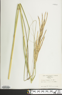 Spartina cynosuroides image