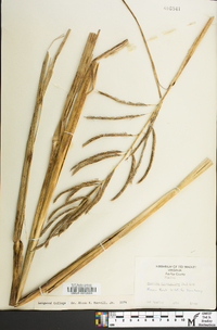 Spartina cynosuroides image