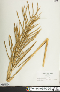 Spartina cynosuroides image