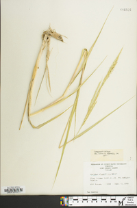 Spartina alterniflora image