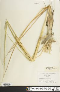 Spartina alterniflora image