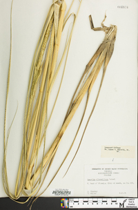 Spartina alterniflora image