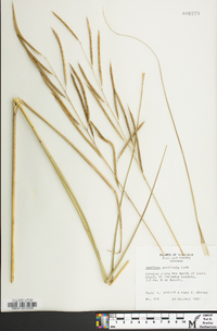 Spartina pectinata image