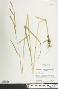 Spartina pectinata image