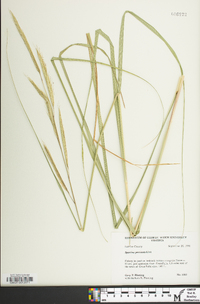 Spartina pectinata image