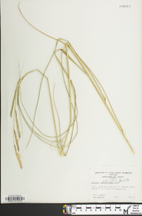 Spartina patens image