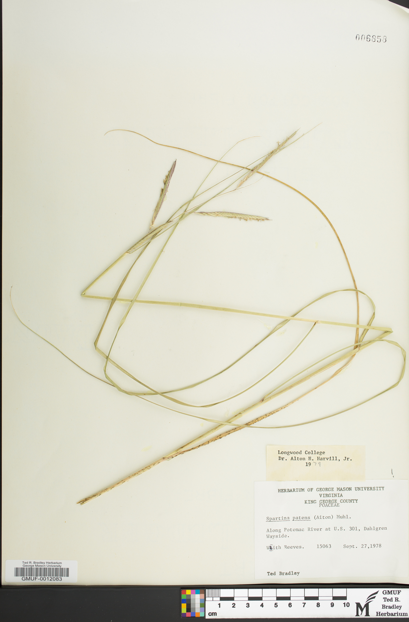 Spartina patens image