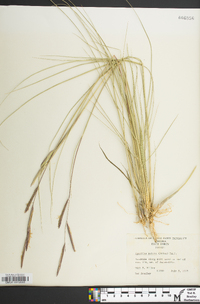 Spartina patens image