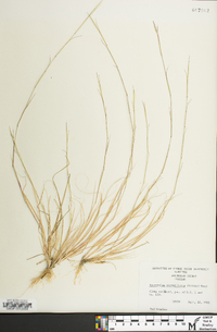 Sporobolus vaginiflorus image