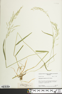 Sphenopholis pensylvanica image