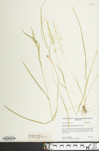 Sphenopholis pensylvanica image