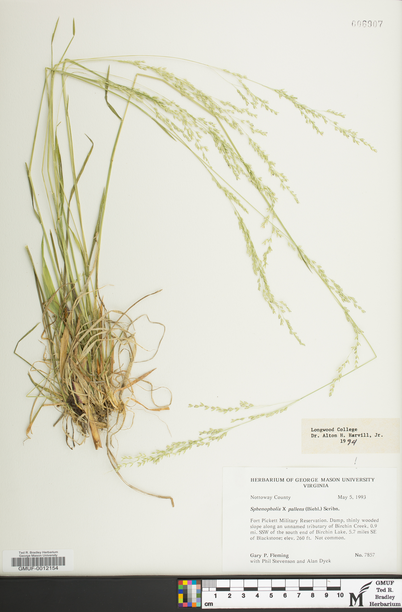 Sphenopholis x pallens image