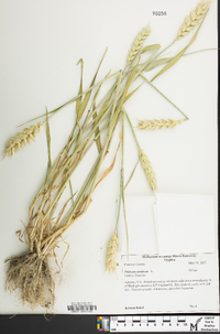 Triticum aestivum image