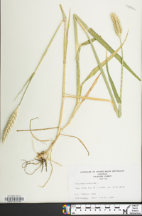 Triticum aestivum image