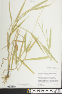 Urochloa platyphylla image