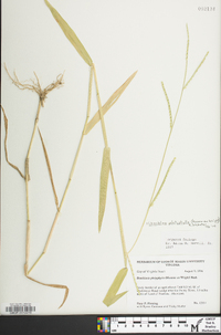 Urochloa platyphylla image