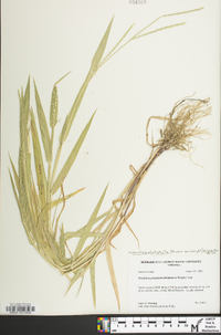 Urochloa platyphylla image