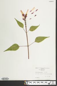 Salvia involucrata image