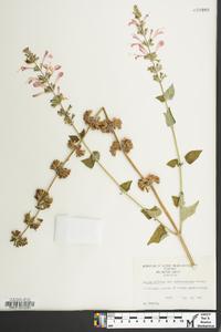 Salvia sclarea image