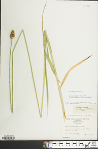 Carex aggregata image