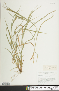 Carex aestivalis image