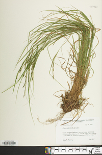 Carex aestivalis image