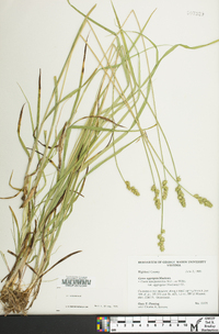 Carex aggregata image